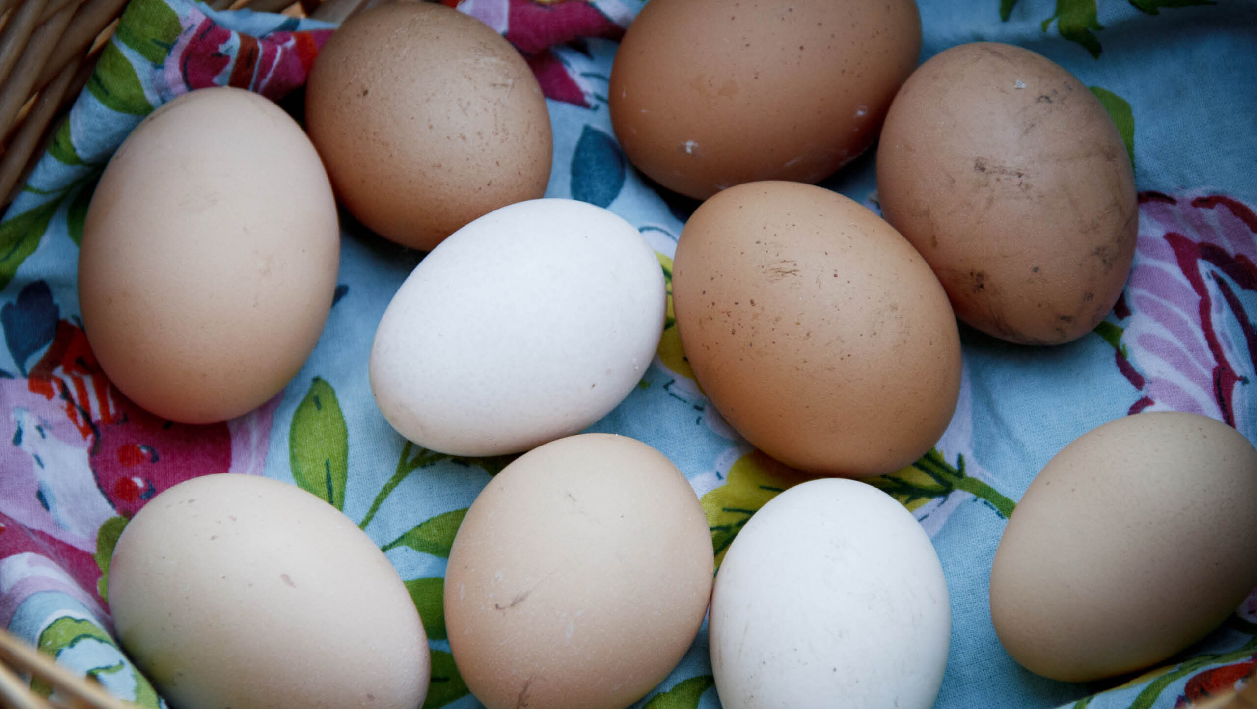 Different breeds of chooks have varying lay rates and different functions.